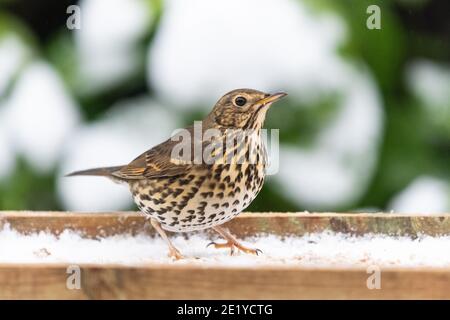 Singdrossel - Turdus philomelos - auf Vogeltisch im Winter - Schottland, Vereinigtes Königreich Stockfoto