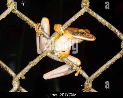 Quacking River Frog (Boana lanciformis) Barching in einem Kettenglied Zaun, am Rande des Regenwaldes , Ecuador Stockfoto