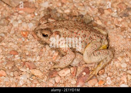 Rotfleckige Kröte, Anaxyrus punctatus. Stockfoto