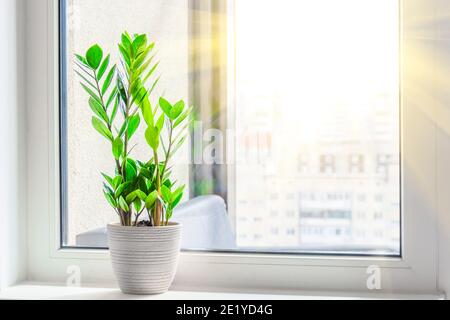zimmerpflanzen biologisch düngen Bio-Zimmer- & Grünpflanzendünger kaufen main image 1