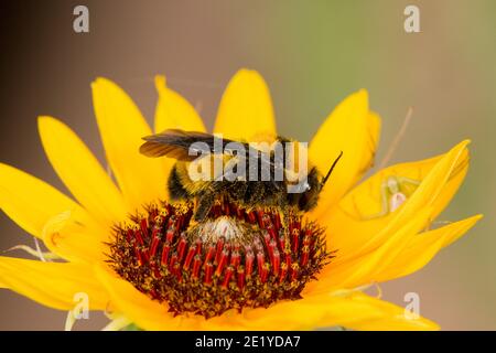 Sonoran Bumble Bee, Bombus sonorus, Apidae. Nektarierung bei Aster. Stockfoto