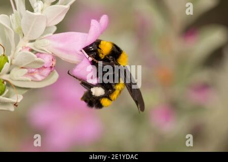 Sonoran Bumble Bee, Bombus sonorus, Apidae. Nectaring in Cenizo, Leucophyllum frutescens. Stockfoto