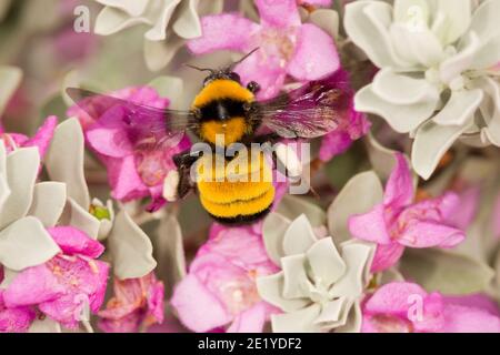 Sonoran Bumble Bee, Bombus sonorus, Apidae. Nectaring in Cenizo, Leucophyllum frutescens. Stockfoto