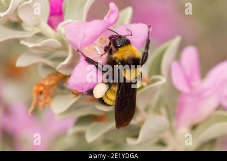 Sonoran Bumble Bee, Bombus sonorus, Apidae. Nectaring in Cenizo, Leucophyllum frutescens. Stockfoto