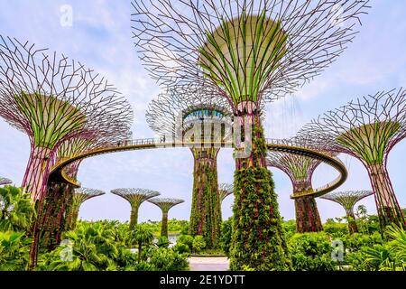 Tropische Blumenkletterer werden auf den Supertrees im Marina Gardens Drive gepflanzt. Der Naturpark erstreckt sich über 101 Hektar. Singapur. Stockfoto
