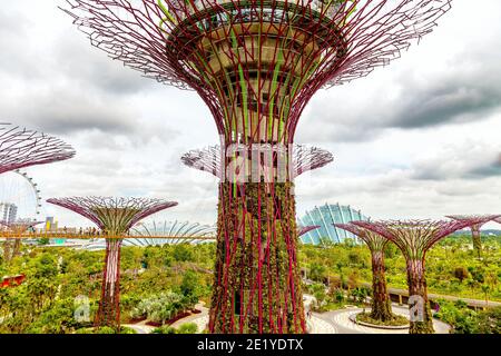 Tropische Blumenkletterer werden auf den Supertrees im Marina Gardens Drive gepflanzt. Der Naturpark erstreckt sich über 101 Hektar. Singapur. Stockfoto
