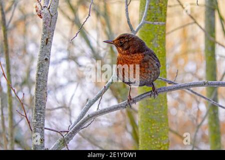 Amsel (Turdus merula), Weibliche auf Ast AB, Schweden. Stockfoto