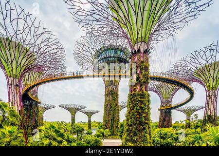 Tropische Blumenkletterer werden auf den Supertrees im Marina Gardens Drive gepflanzt. Der Naturpark erstreckt sich über 101 Hektar. Singapur. Stockfoto