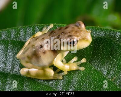 Neu metamorphosierter juveniler Amazonas-Milchfrosch (Trachycephalus cunauaru) auf einem Blatt im ecuadorianischen Amazonas. Stockfoto