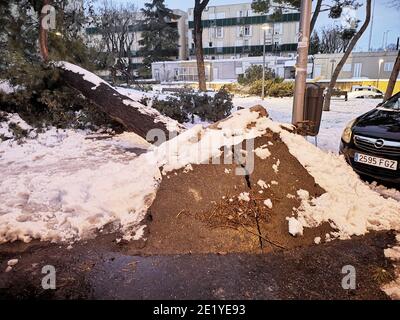 Gebrochene Straße durch einen gefallenen Baum nach Filomena Schneesturm im Januar 2021 in Madrid, Spanien verursacht. Redaktionelle Illustration. Stockfoto