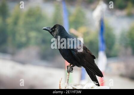 Schwarze Großschnabelkrähe (corvus macrorhynchos) in Upper Pisang, Nepal Stockfoto