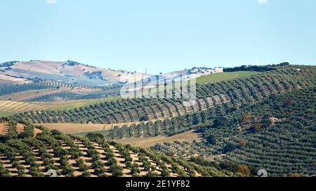 Andalusische landwirtschaftliche Landschaft mit Olivenhainen auf Hügeln Stockfoto