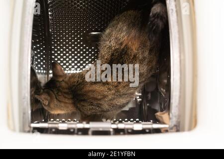 In der Waschmaschine läuft eine multirassische Katze auf einer perforierten Trommel und prüft neue Gerüche darauf. Kurze Haare mit schwarzen Streifen. Stockfoto