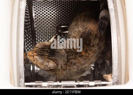 In der Waschmaschine läuft eine multirassische Katze auf einer perforierten Trommel und prüft neue Gerüche darauf. Kurze Haare mit schwarzen Streifen. Stockfoto