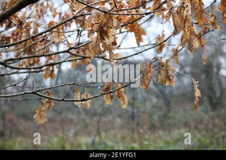 Blassbraune Herbstblätter auf Baum im Herbst mit weichen Grüner Hintergrund Stockfoto