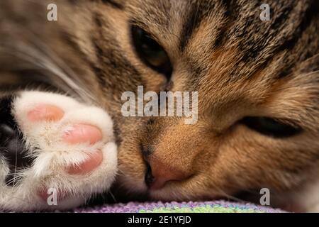 Sie-Katze liegt mit leicht geschlossenen Augen in ihrem Schlummer und versucht zu schlafen. Das kurze Haar ist dunkelbraun mit schwarzen Streifen. Stockfoto