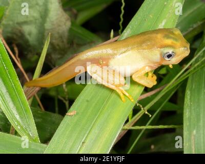 Juvenile vor kurzem metamorphosierte weiß-gesäumte Affenfrosch (Phylomedusa vaillantii) Mit Schwanz im Gras über einem Teich in der ecuadorianischen Amazon Stockfoto