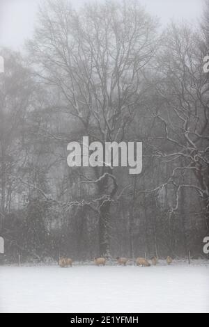 Wilde Schafe versuchen, an einem nebligen Tag in zu schützen Die Wälder und bleiben warm während eines Schneesturms in Winter im Süden der Niederlande Stockfoto