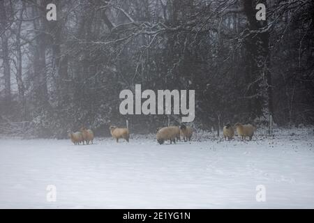 Wilde Schafe versuchen, an einem nebligen Tag in zu schützen Die Wälder und bleiben warm während eines Schneesturms in Winter im Süden der Niederlande Stockfoto