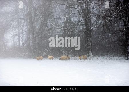 Wilde Schafe versuchen, an einem nebligen Tag in zu schützen Die Wälder und bleiben warm während eines Schneesturms in Winter im Süden der Niederlande Stockfoto