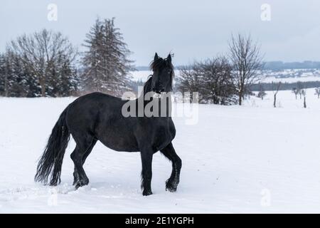 Friesischer Hengst im Winterfeld. Schwarzes friesisches Pferd im Winter. Stockfoto