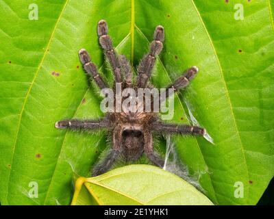 Tarantula (avicularia sp.) auf einem Unterstory Blatt im ecuadorianischen Amazonas. Stockfoto