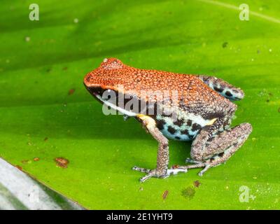 Ecuadorianischer Giftfrosch (Ameerega bilinguis), auf einem Regenwaldblatt, Ecuador Stockfoto