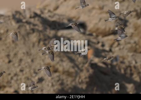 Rote Umfragen im Flug am Winterhimmel Stockfoto