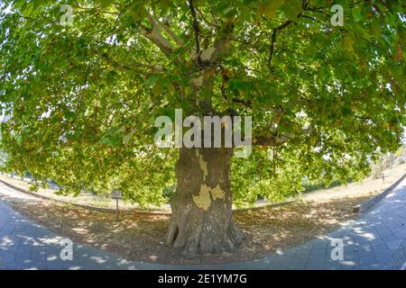 Aelteste Plantane Berlins, Kaiser-Platane, Potsdamer Straße, Tiergarten, Mitte, Berlin, Deutschland Stockfoto