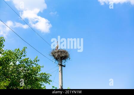 Der Kran sitzt mit einem Heulen seines Nestes auf dem Kraftübertragungsmast. Stockfoto