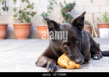 Schwarzer deutscher Schäferhund spielt mit Spielzeug Stockfoto