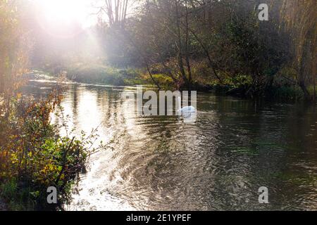 Ein Schwan schwimmt auf dem Fluss Itchen in Hampshire Stockfoto