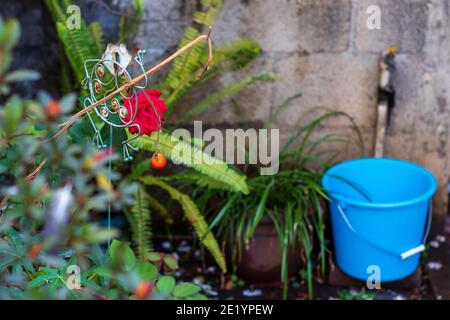 Rote rosa Rosenpflanzen in einem Topfgarten Stockfoto