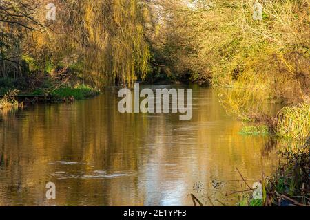 Weiden auf dem Fluss Itchen bei Shawford in Hampshire Stockfoto