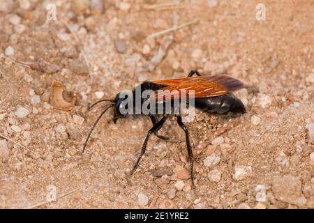 Fadenwaspe weiblich, Sphex tepanecus, Sphecidae. Tarantula Hawk Wasp Mimik. Larvenwirt gewöhnlicher Kurzflügelkatydid Weibchen, Dichopetala brevihast Stockfoto