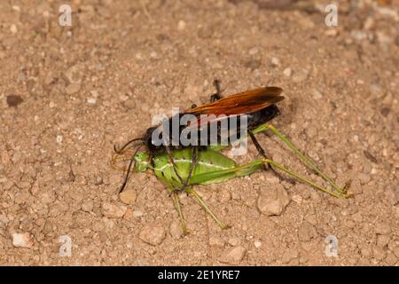 Fadenwaspe weiblich, Sphex tepanecus, Sphecidae. Mit gelähmten kurzflügeligen Katydid Weibchen, Dichopetala brevihastata, Tettigoniidae. Stockfoto