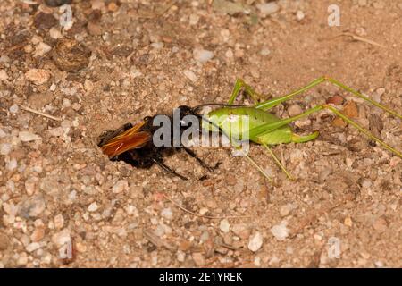 Fadenwaspe weiblich, Sphex tepanecus, Sphecidae. Unter gelähmten Common Short-wing Katydid weiblich, Dichopetala brevihastata, Tettigoniidae, in Stockfoto