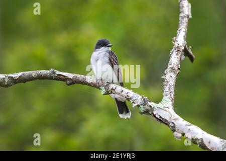 Eastern kingbird in Nordwisconsin. Stockfoto