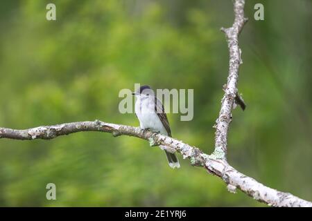 Eastern kingbird in Nordwisconsin. Stockfoto