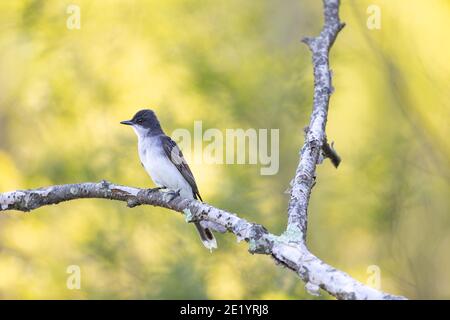 Eastern kingbird in Nordwisconsin. Stockfoto