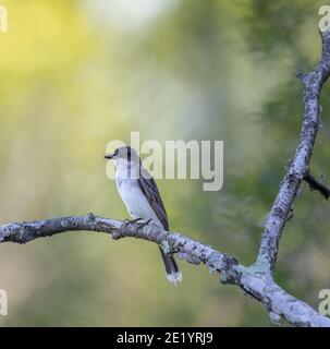 Eastern kingbird in Nordwisconsin. Stockfoto