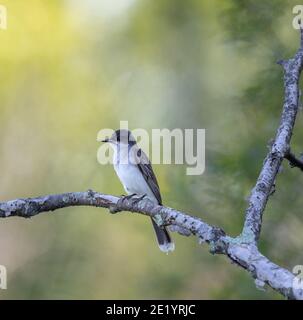 Eastern kingbird in Nordwisconsin. Stockfoto