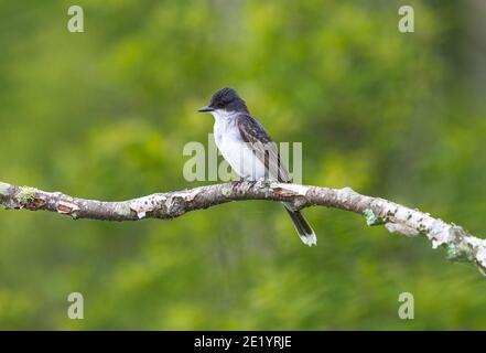 Eastern kingbird in Nordwisconsin. Stockfoto