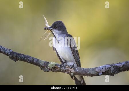 Eastern kingbird in Nordwisconsin. Stockfoto