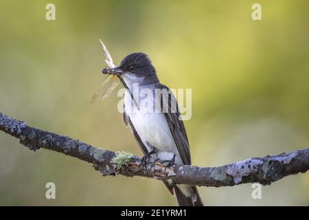 Eastern kingbird in Nordwisconsin. Stockfoto