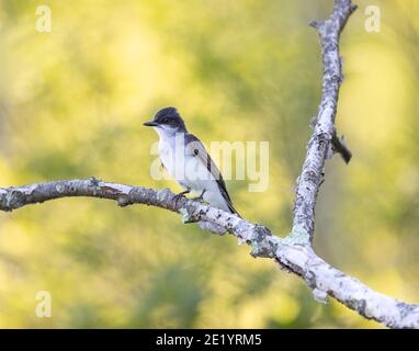 Eastern kingbird in Nordwisconsin. Stockfoto