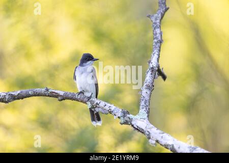 Eastern kingbird in Nordwisconsin. Stockfoto