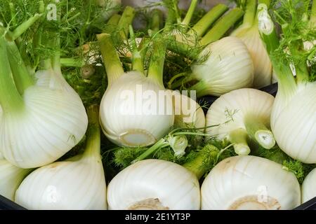 Florenz Fenchel Glühbirnen zum Verkauf an Food Stall am Rialto Markt in Venedig, Italien Stockfoto