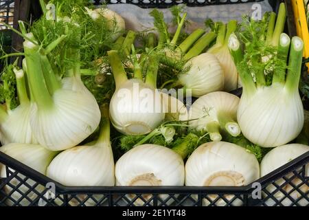 Florenz Fenchel Glühbirnen zum Verkauf an Food Stall am Rialto Markt in Venedig, Italien Stockfoto