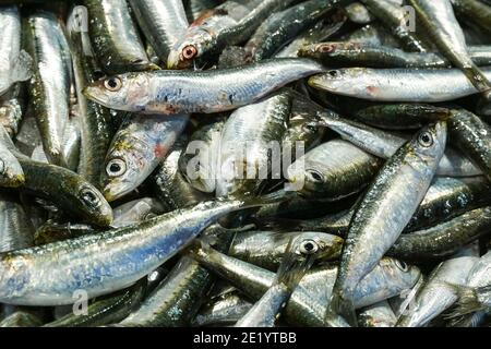 Fisch zum Verkauf auf dem Rialto Fish Market, Mercato di Rialto in Venedig, Italien Stockfoto